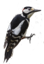 canto verso richiamo mp3 picchio rosso maggiore, picoides major, great spotted, woodpecker, buntspecht  pico pic 