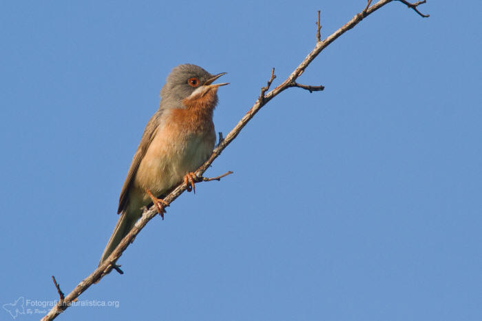 Sterpazzolina di Moltoni, sylvia subalpina,  carruca subalpina, Moltonis warbler, fauvette de moltoni, 