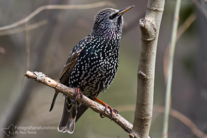 storno, sturnus vulgaris, common starling, Star, estornino pinto, tourneau sansonnet