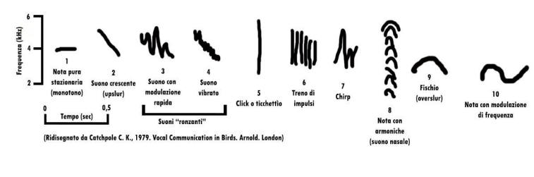 sonogramma, leggere un sonogramma, studiare i suoni, studiare i canti degli uccelli, sonogram reading, spectrogram reading, leggere uno spettrogramma, 