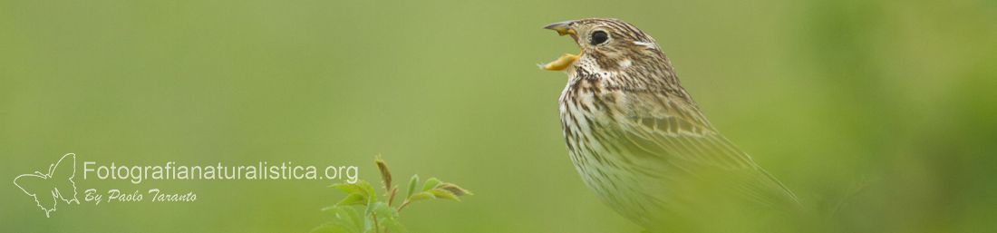 suoni della natura, versi degli animali, canti degli uccelli, bioacustica, riconoscere i canti, richiami animali, richiami uccelli mp3, registrare i canti, registrare i suoni, 