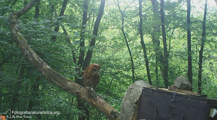 bird garden, birdgardening, nidi artificiali, nest boxes, nidi per uccelli, Allocco, Strix aluco, Tawny Owl, Waldkauz, Carabo comun, Chouette hulotte, 