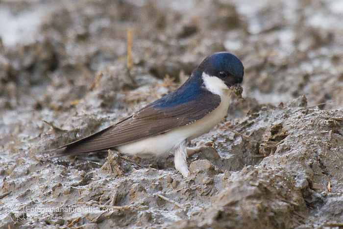 Balestruccio, Delichon urbica, House Martin, Avion Comun, 