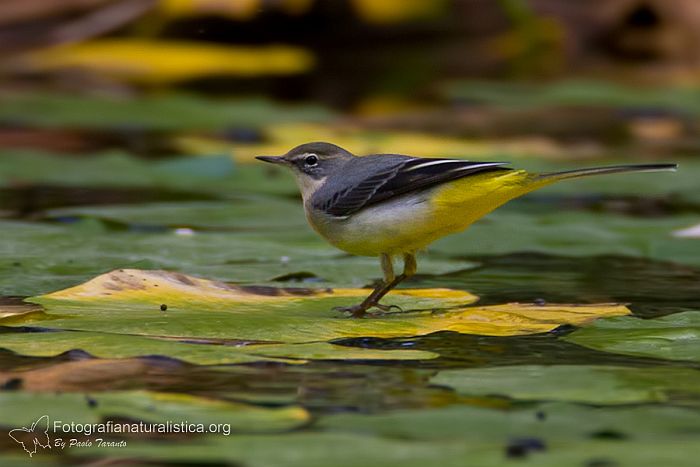 ballerina gialla, motacilla cinerea, grey wagtail, lavandera cascadena