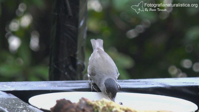 bird garden, bird gardening, Capinera, sylvia atricapilla, blackcap, Mnchsgrasmcke, curruca capirotada, Fauvette  tte noire 