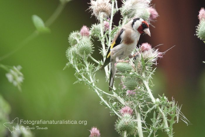 bird garden, birdgardening, Cardellino, carduelis carduelis, jilguero, goldfinch, stieglitz, Chardonneret lgant