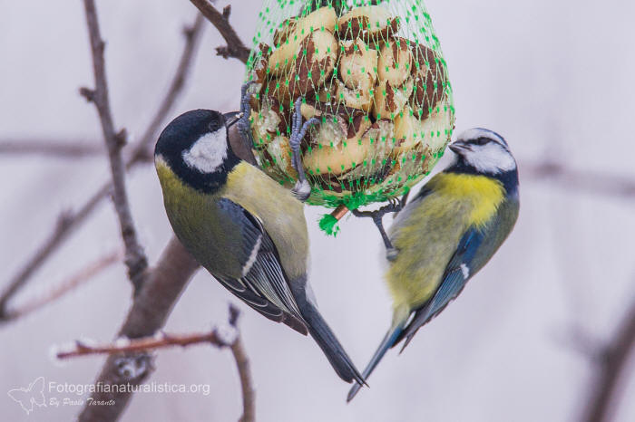 birdgarden, bird gardening, mangiatoia per uccelli, bird feeder, Cinciallegra, parus major, great tit, Kohlmeise, carbonero comn, Msange charbonnire, Cinciarella, parus caeruleus, Cyanistes caeruleus,  Blaumeise, herrerillo comn, herrerillo comn 