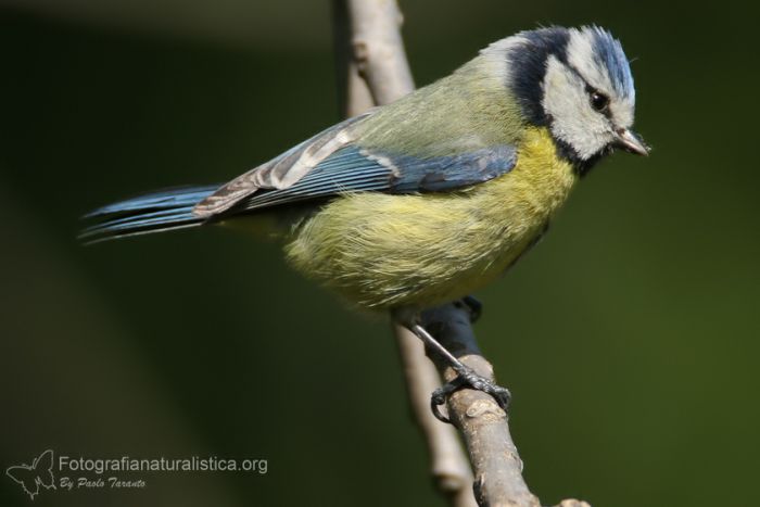 Cinciarella, parus caeruleus, Cyanistes caeruleus,  Blaumeise, herrerillo comn, herrerillo comn 