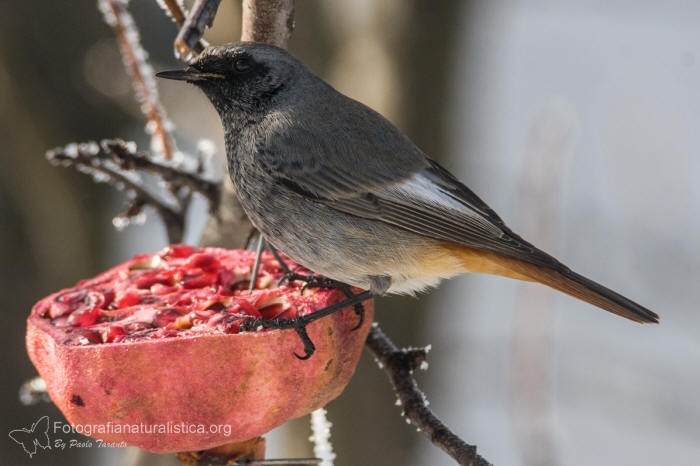 birdgarden, bird gardening, mangiatoia uccelli, melograno, codirosso spazzacamino, Phoenicurus ochruros, black redstart, Hausrotschwanz, Rougequeue noir