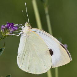 Cavolaia, Pieris