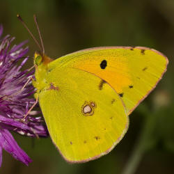 Colias crocea