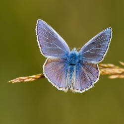 Polyommatus icarus