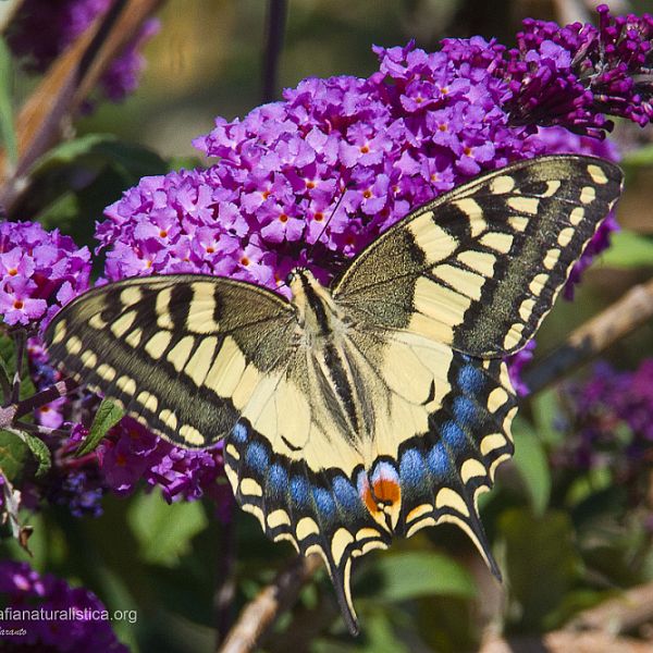 Papilio machaon