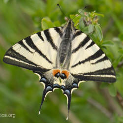 Iphiclides podalirius