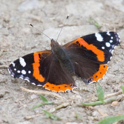 Vanessa atalanta