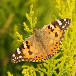 Vanessa cardui