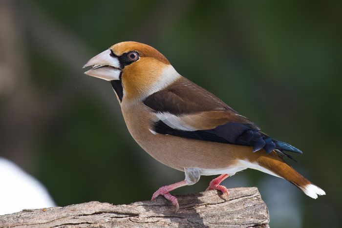 bird garden, birdgardening, mangiatoie uccelli selvatici, cibo uccelli selvatici, Frosone, Coccothraustes coccothraustes, Kernbeier, Gros-bec, casse-noyaux, pipitero comun, 