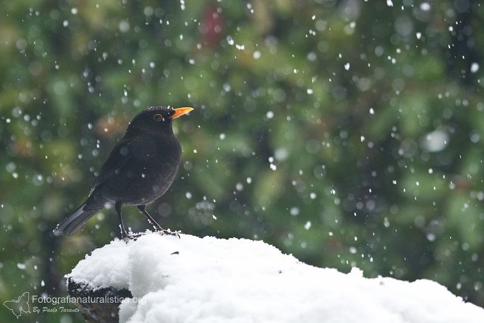 bird garden, birdgardening, mangiatoie uccelli selvatici, cibo uccelli selvatici, Merlo, turdus merula, eurasian blackbird, Merle noir, Amsel , mirlo comn