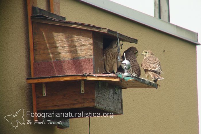 bird garden, birdgardening, nidi artificiali, nest boxes, nidi per uccelli, gheppio, falco tinnunculus, eurasian kestrel, cernicalo vulgar, faucon crecerelle, 