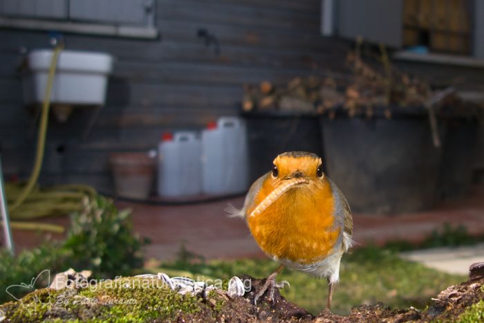 bird garden, birdgardening, mangiatoie uccelli selvatici, cibo uccelli selvatici, Pettirosso, erithacus rubecula, european robin, Rotkehlchen, petirrojo europeo, Rouge-gorge familier, 