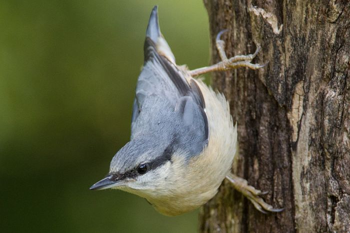 bird garden, birdgardening, mangiatoie uccelli selvatici, cibo uccelli selvatici, picchio muratore, sitta europaea, wood nuthatch,  Kleiber, trepado azul, Sittelle torchepot 