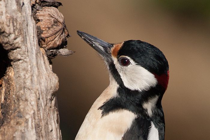 bird garden, birdgardening, mangiatoie uccelli selvatici, cibo uccelli selvatici, picchio rosso maggiore, picoides major, great spotted, woodpecker, buntspecht  pico pic 