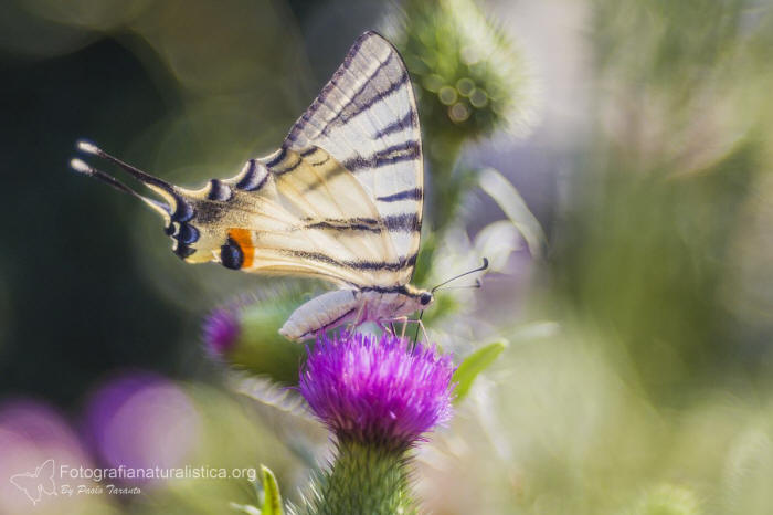 Podalirio, Iphiclides podalirius, Scarce swallowtail, Segelfalter, chupa leche, Flamb,