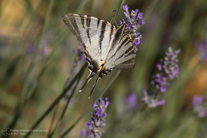 Podalirio, Iphiclides podalirius, Scarce swallowtail, Segelfalter, chupa leche, Flamb,