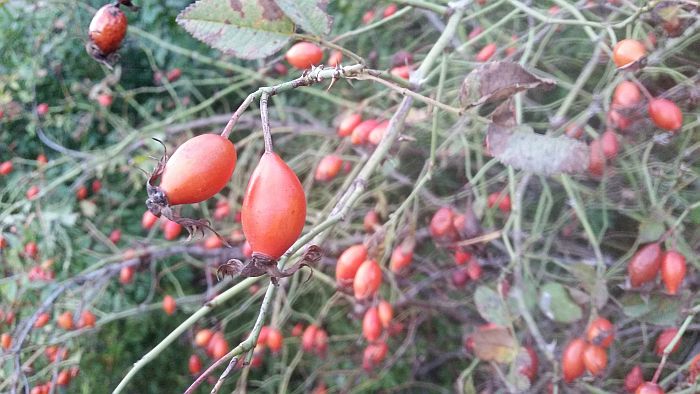 rosa canina frutti cirronodonti