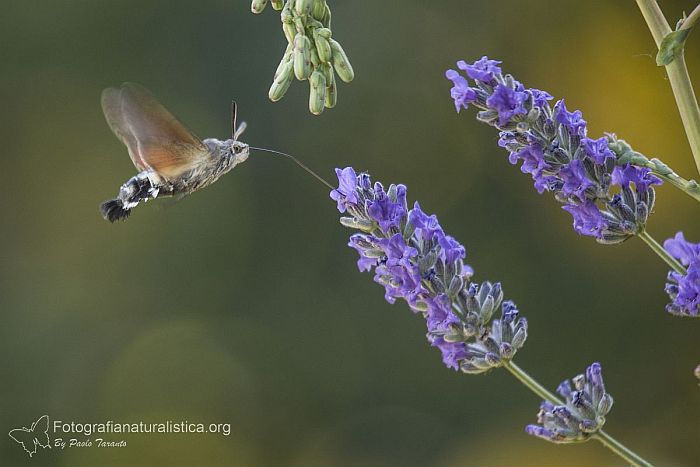 sfinge del galio, Macroglossum stellatarum