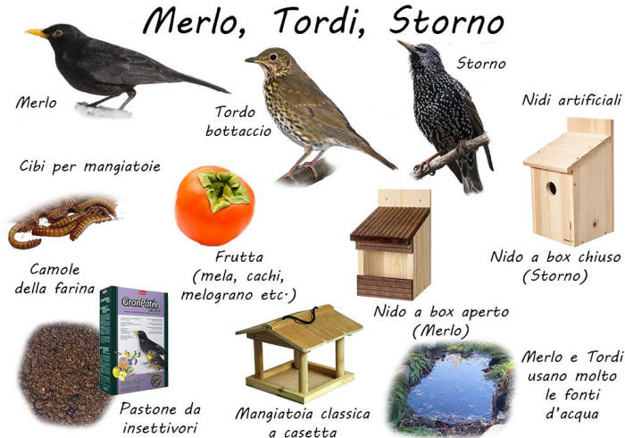 bird garden, birdgardening, nidi artificiali, nest boxes, nidi per uccelli, mangiatoie per uccelli, cibo per uccelli selvatici, aiutare gli uccelli, storno, merlo, turdidi, tordi, tordo bottacico, 