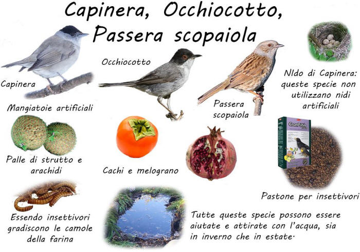 bird garden, birdgardening, nidi artificiali, nest boxes, nidi per uccelli, mangiatoie per uccelli, cibo per uccelli selvatici, aiutare gli uccelli, storno, merlo, turdidi, tordi, tordo bottacico, uccelli insettivori, capinera, passera scopaiola, occhiocotto, 