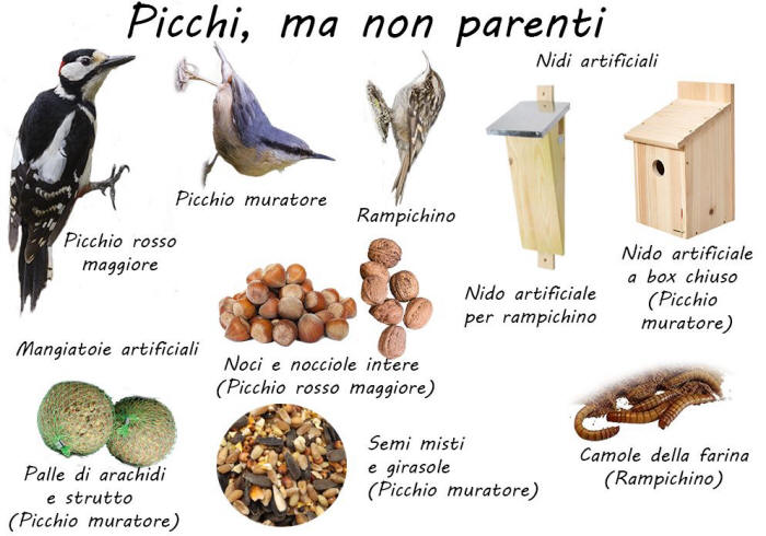 bird garden, birdgardening, nidi artificiali, nest boxes, nidi per uccelli, mangiatoie per uccelli, cibo per uccelli selvatici, aiutare gli uccelli,  picchio, rampichino, picchio muratore, 