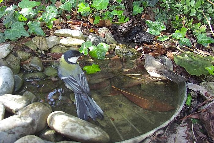 bird garden, birdgardening, stagno, stagnetto per uccelli, laghetto, stagno artificiale, 