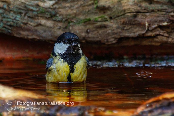 bird garden, birdgardening, Cinciallegra, parus major, great tit, Kohlmeise, carbonero comn, Msange charbonnire 