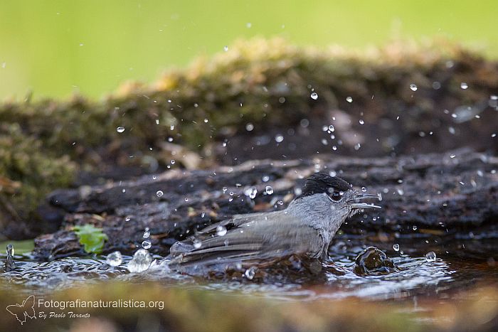 acqua uccelli, stagno artificiale, bagno, bathing, Capinera, sylvia atricapilla, blackcap, Mnchsgrasmcke, curruca capirotada, Fauvette  tte noire 