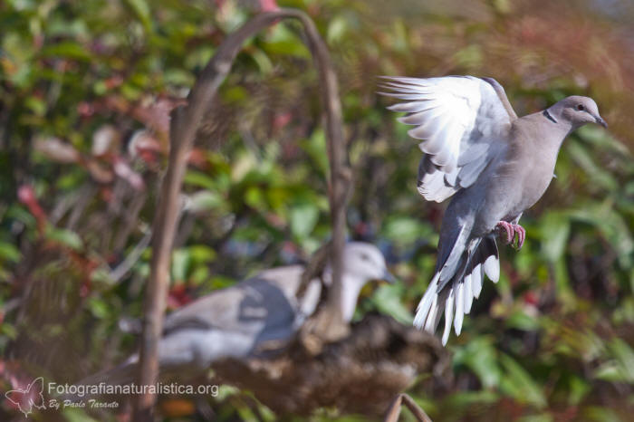 bird garden, birdgardening, mangiatoie uccelli, cibo uccelli, girasole, Tortora dal collare, Streptopelia decaocto, Eurasian collared dove, Turkentaube, trtola turca, Tourterelle tarque,  