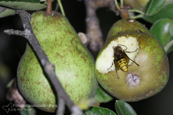 calabrone, frutta, alimentazione, frutta mangiata, vespa crabro, 