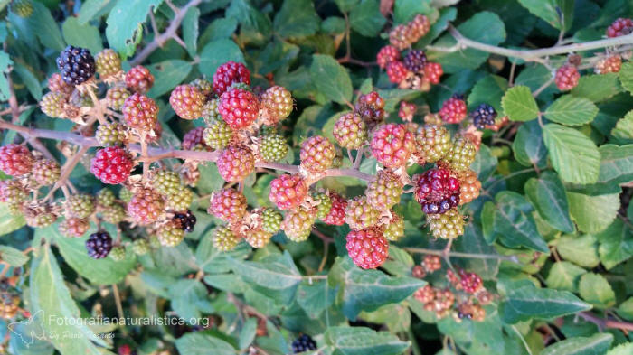 mora rovo, rubus ulmifolius, moscardino, alimentazione, muscardinus avellanarius, 