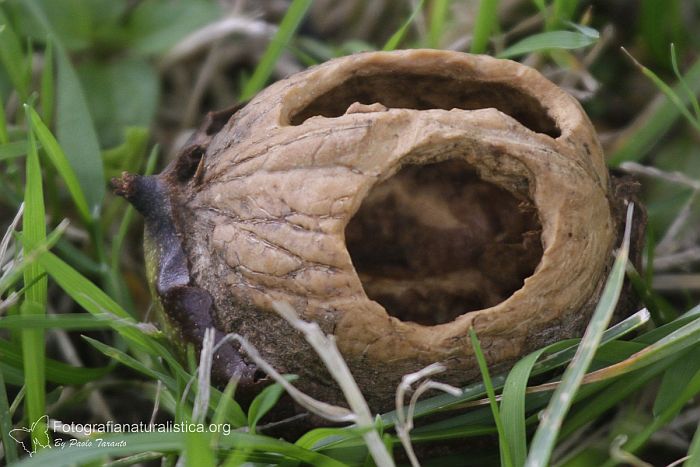 noce rosicchiata, alimentazione, topo selvatico, apodemus sylvaticus, 