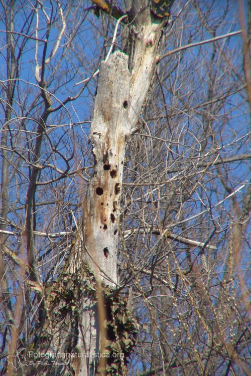 buchi tronco picchi, picchio rosso maggiore, nido picchio rosso maggiore, great spotted nest, picchio rosso maggiore, picoides major, great spotted, woodpecker, buntspecht  pico pic 