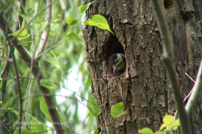 nido picchio rosso maggiore, great spotted nest, picchio rosso maggiore, picoides major, great spotted, woodpecker, buntspecht  pico pic 