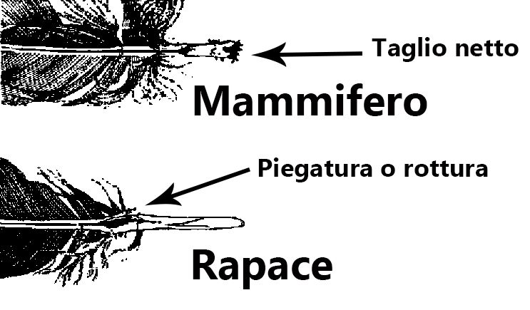 predazione penne, spiumata, mammifero, rapaci, volpe, 