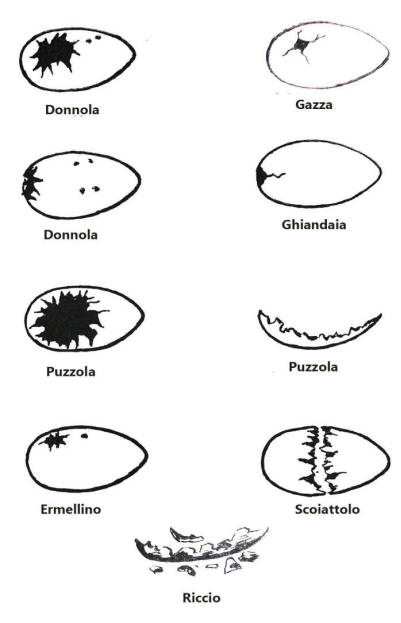 predazione uova, egg predation, 