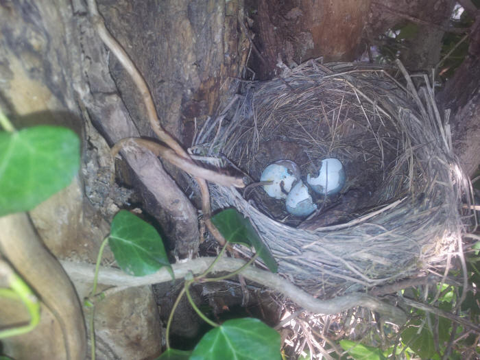 nido di merlo, uova di merlo, predazione, ghiandaia, garrulus glandarius, eurasian jay, nest predation, egg predation, Merlo, turdus merula, eurasian blackbird, Merle noir, Amsel , mirlo comn