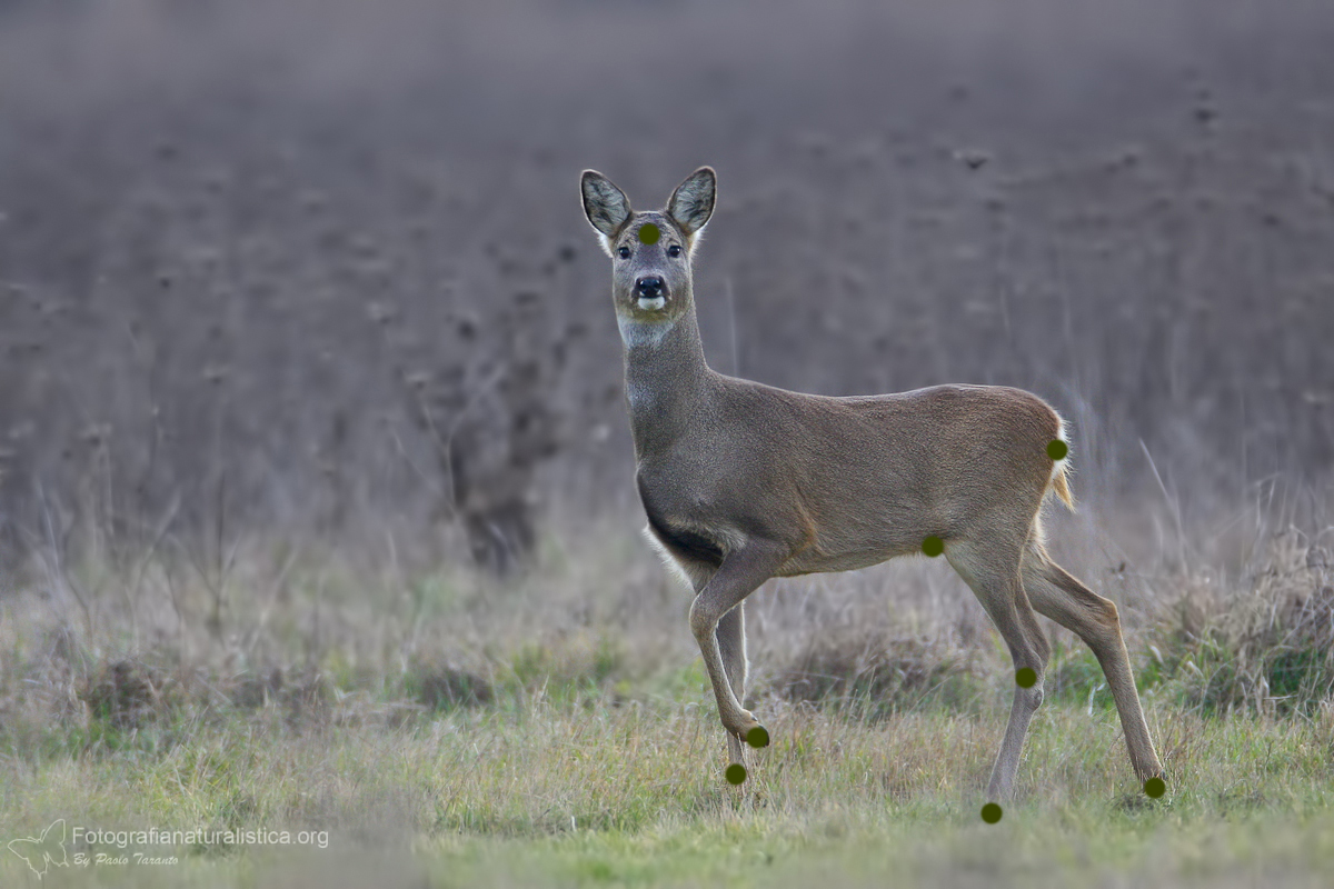 ghiandole, marcatura olfattiva, ghiandole, marcatura olfattiva, volpe, vulpes vulpes, red fox, Rotfuchs, zorro comn, zorro rojo, Renard roux