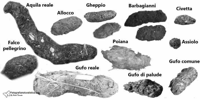 borre rapaci, rapaci diurni borre, borre rapaci notturni, comparazione borre, identificazione borre, riconoscimento borre, 