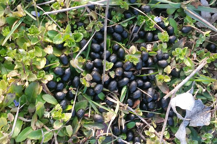 fatte di capriolo, escrementi capriolo, Capriolo, capreolus capreolus, roe deer, Reh corzo chevreuil 