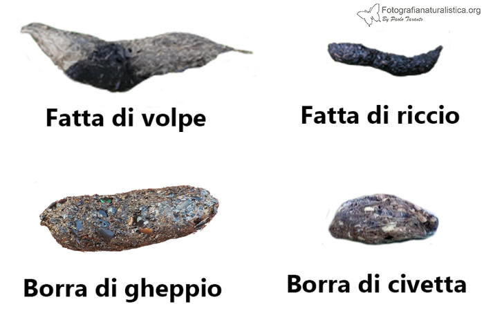 fatte mammiferi, borre rapaci, escrementi mammiferi, riccio, gheppio, civetta, volpe, 