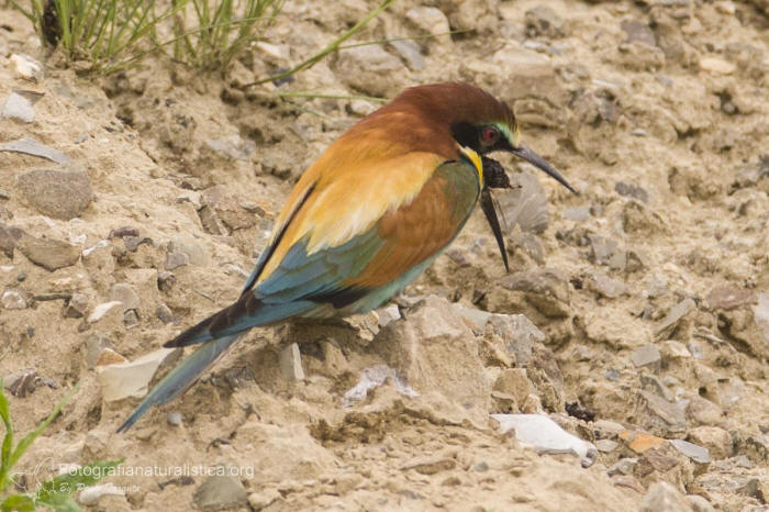 borra gruccione, bee eater pellet, Gruccione, Merops apiaster, bee eater, bienenfresser,  abejaruco, guepier, 